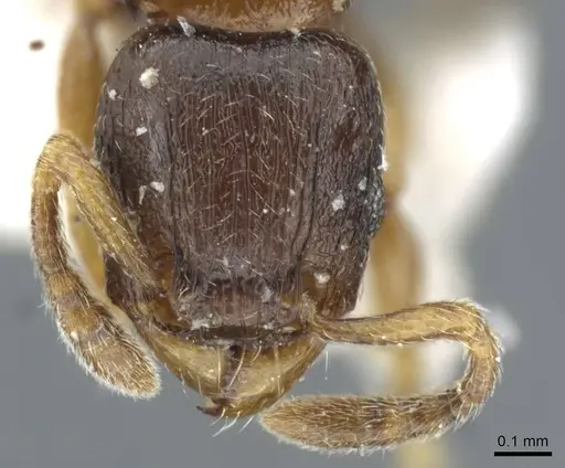 Tetramorium cognatum specimen CASENT0911248 image casent0911248_2