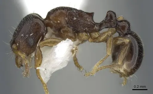 Tetramorium cognatum specimen CASENT0911248 image casent0911248_3