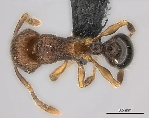 Tetramorium coillum specimen CASENT0045769 image casent0045769_1