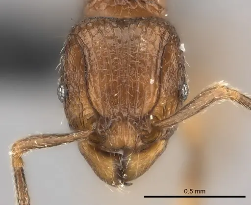 Tetramorium coillum specimen CASENT0045769 image casent0045769_2