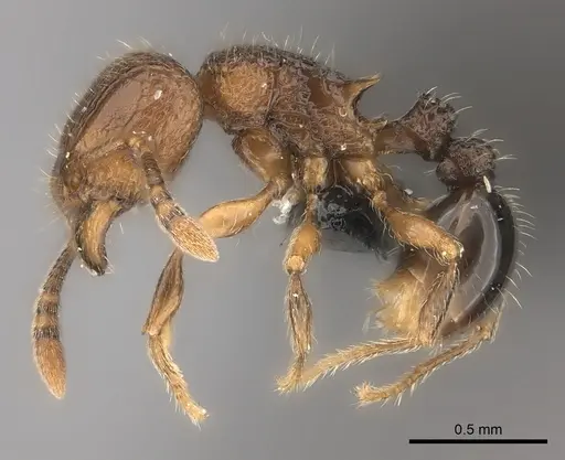 Tetramorium coillum specimen CASENT0045769 image casent0045769_3
