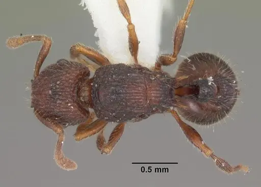 Tetramorium coillum specimen CASENT0102351 image casent0102351_1