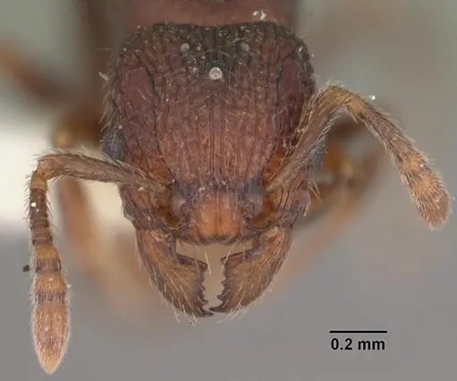 Tetramorium coillum specimen CASENT0102351 image casent0102351_2