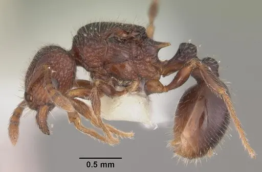 Tetramorium coillum specimen CASENT0102351 image casent0102351_3