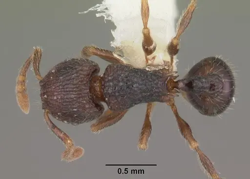 Tetramorium coillum specimen CASENT0102352 image casent0102352_1