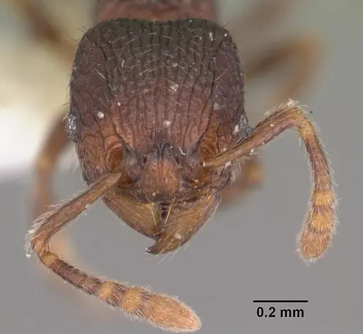 Tetramorium coillum specimen CASENT0102352 image casent0102352_2