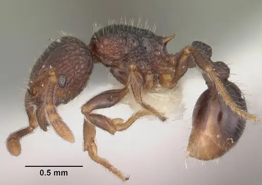 Tetramorium coillum specimen CASENT0102352 image casent0102352_3