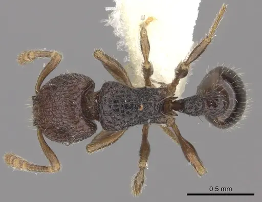 Tetramorium coillum specimen CASENT0235219 image casent0235219_1