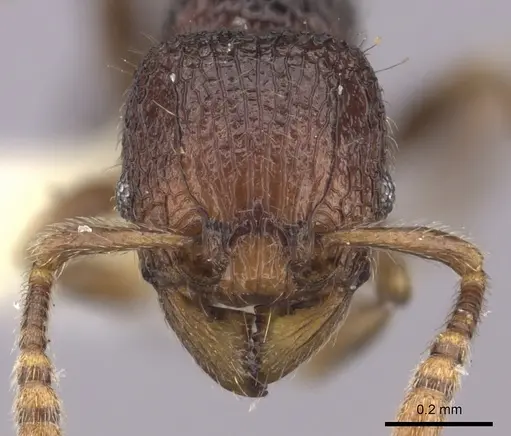 Tetramorium coillum specimen CASENT0235219 image casent0235219_2