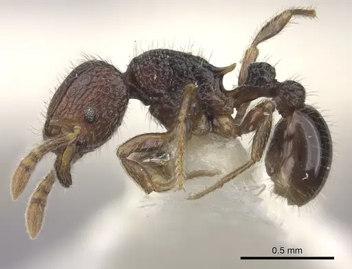 Tetramorium coillum specimen CASENT0235219 image casent0235219_3