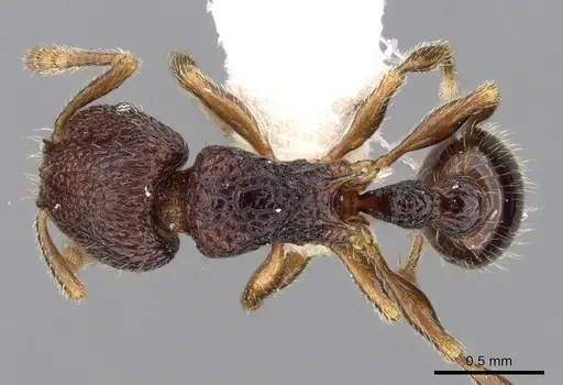Tetramorium coillum specimen CASENT0280586 image casent0280586_1