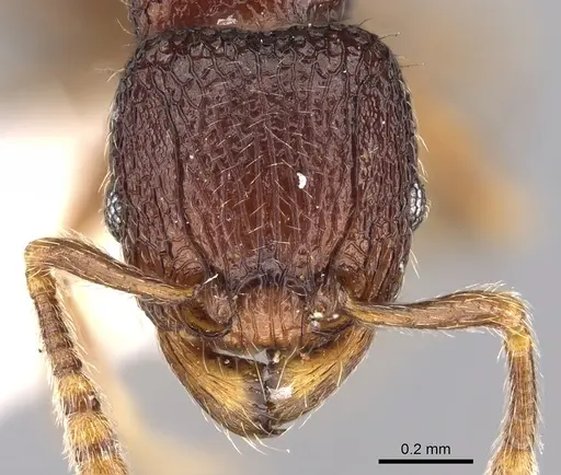 Tetramorium coillum specimen CASENT0280586 image casent0280586_2