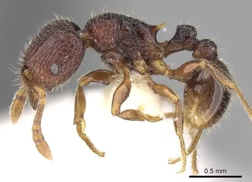 Tetramorium coillum specimen CASENT0280586 image casent0280586_3
