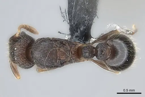 Tetramorium coillum specimen CASENT0481259 image casent0481259_1