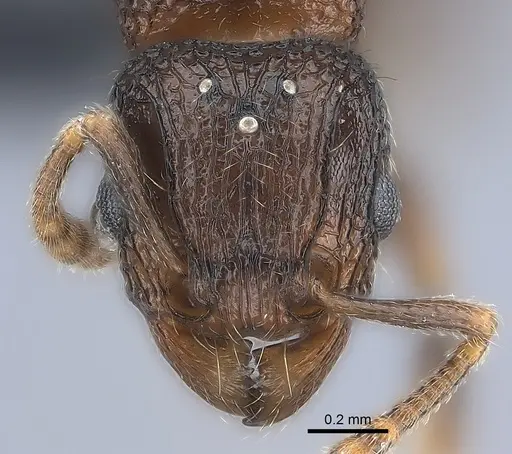 Tetramorium coillum specimen CASENT0481259 image casent0481259_2