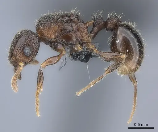 Tetramorium coillum specimen CASENT0481259 image casent0481259_3