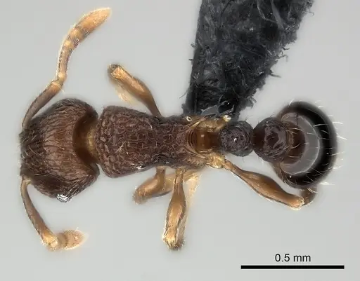 Tetramorium coillum specimen CASENT0481287 image casent0481287_1