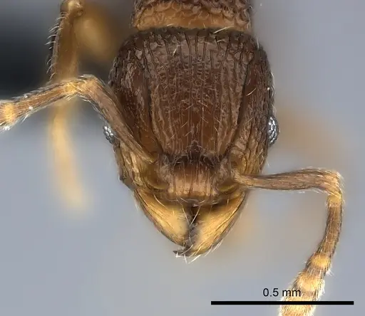 Tetramorium coillum specimen CASENT0481287 image casent0481287_2