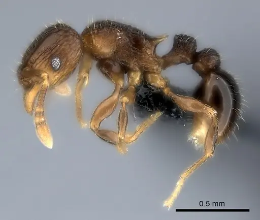 Tetramorium coillum specimen CASENT0481287 image casent0481287_3