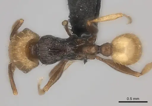 Tetramorium coloreum specimen CASENT0093824 image casent0093824_1