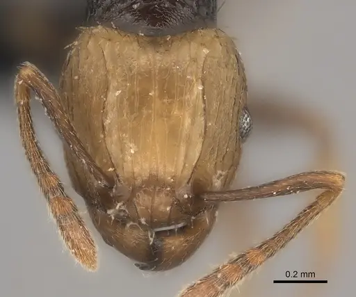 Tetramorium coloreum specimen CASENT0093824 image casent0093824_2