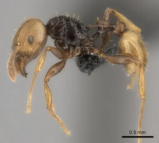 Tetramorium coloreum specimen CASENT0093824 image casent0093824_3