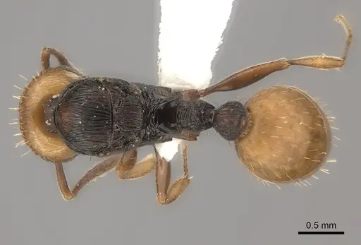 Tetramorium coloreum specimen CASENT0226856 image casent0226856_1