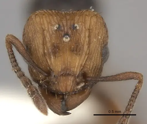 Tetramorium coloreum specimen CASENT0226856 image casent0226856_2