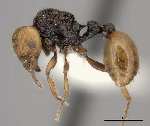Tetramorium coloreum specimen CASENT0226856 image casent0226856_3