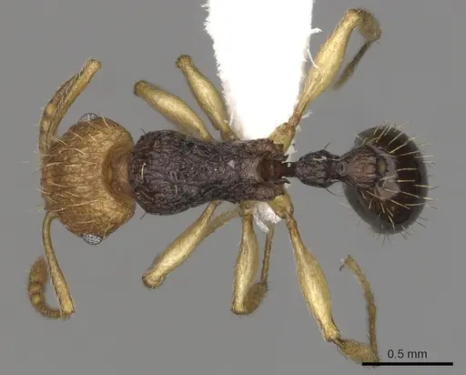 Tetramorium coloreum specimen CASENT0316989 image casent0316989_1