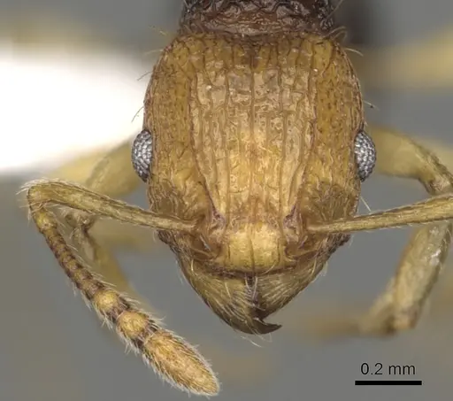 Tetramorium coloreum specimen CASENT0316989 image casent0316989_2