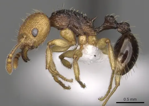 Tetramorium coloreum specimen CASENT0316989 image casent0316989_3
