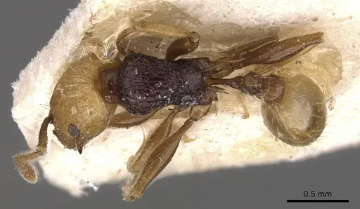 Tetramorium coloreum specimen CASENT0909129 image casent0909129_1
