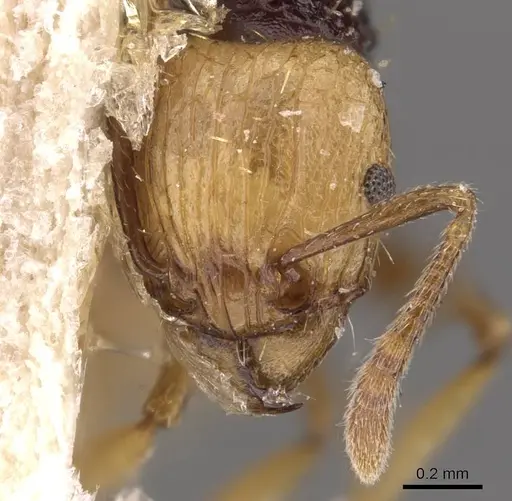 Tetramorium coloreum specimen CASENT0909129 image casent0909129_2
