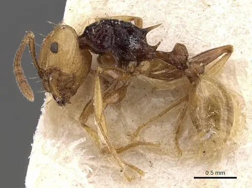 Tetramorium coloreum specimen CASENT0909129 image casent0909129_3