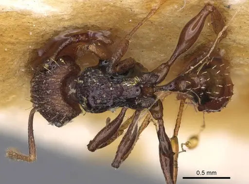 Tetramorium coloreum specimen CASENT0914278 image casent0914278_1