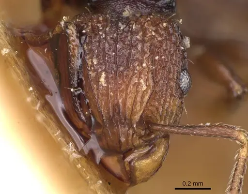Tetramorium coloreum specimen CASENT0914278 image casent0914278_2