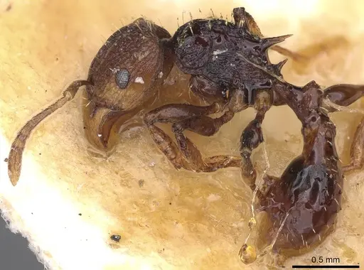 Tetramorium coloreum specimen CASENT0914278 image casent0914278_3