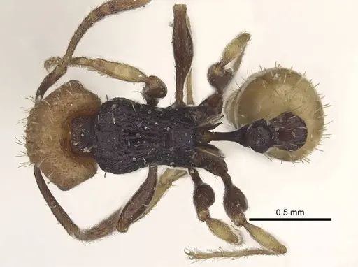 Tetramorium coloreum specimen CASENT0919647 image casent0919647_1