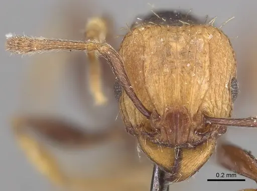 Tetramorium coloreum specimen CASENT0919647 image casent0919647_2