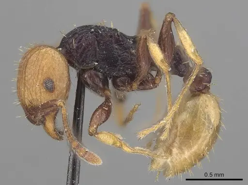 Tetramorium coloreum specimen CASENT0919647 image casent0919647_3