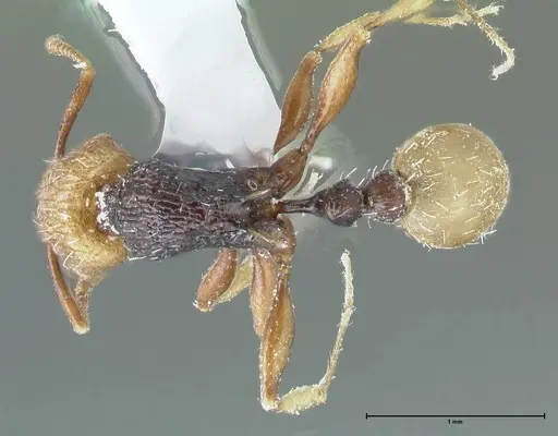 Tetramorium coloreum specimen FOCOL1790-2 image focol1790-2_1