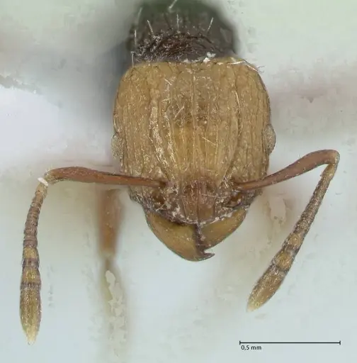 Tetramorium coloreum specimen FOCOL1790-2 image focol1790-2_2
