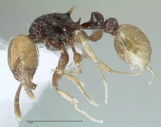 Tetramorium coloreum specimen FOCOL1790-2 image focol1790-2_3