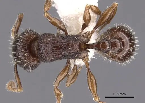 Tetramorium confusum specimen CASENT0901043 image casent0901043_1