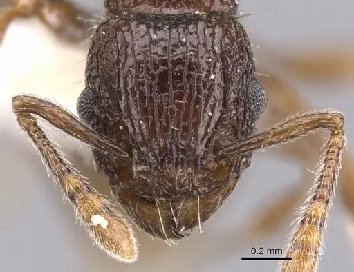 Tetramorium confusum specimen CASENT0901043 image casent0901043_2