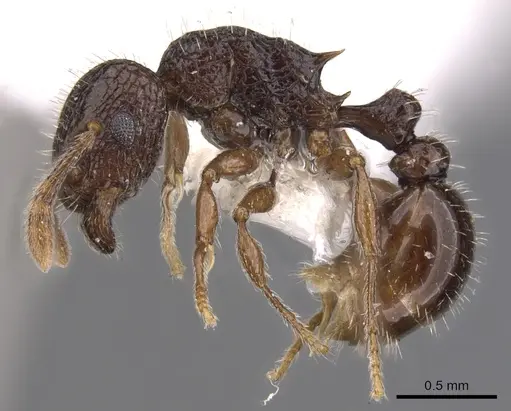 Tetramorium confusum specimen CASENT0901043 image casent0901043_3