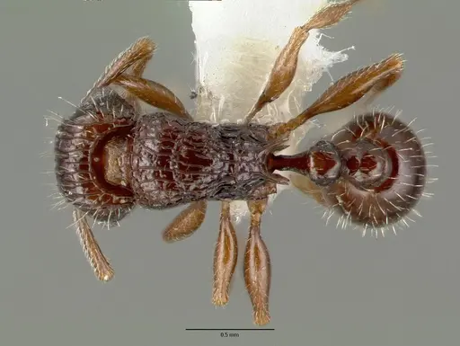 Tetramorium confusum specimen CASTYPE12541 image castype12541_1