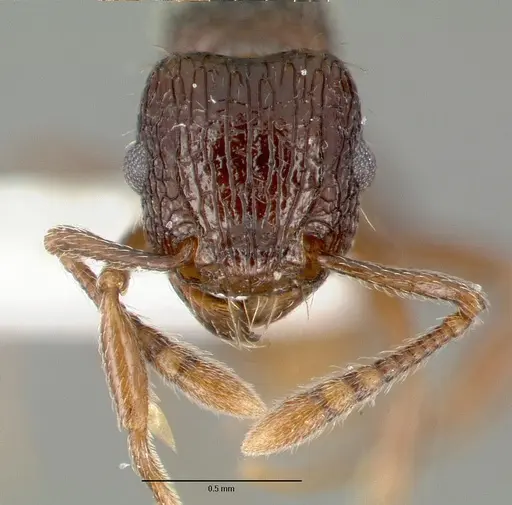 Tetramorium confusum specimen CASTYPE12541 image castype12541_2