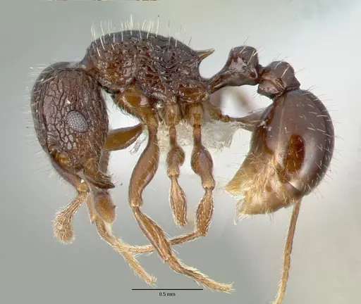 Tetramorium confusum specimen CASTYPE12541 image castype12541_3